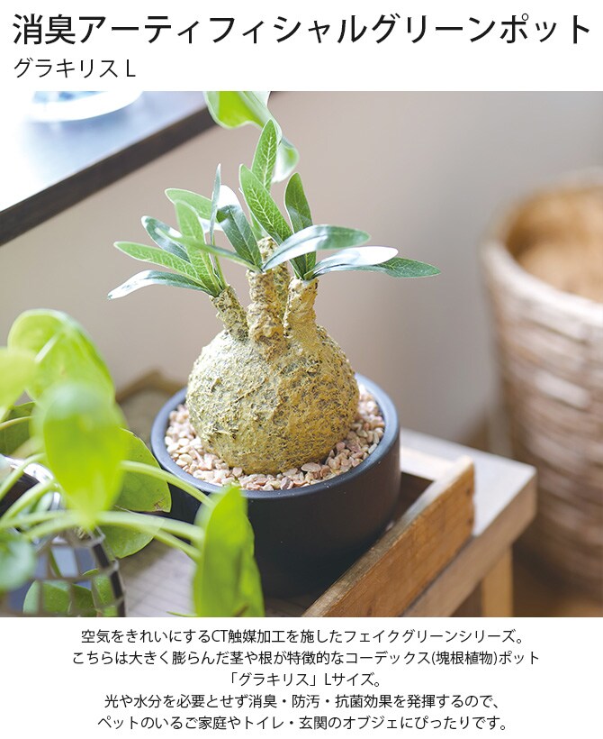 消臭アーティフィシャルグリーン ポット グラキリス L