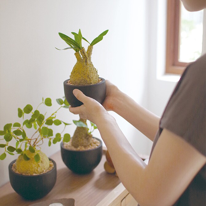 消臭アーティフィシャルグリーン ポット グラキリス L