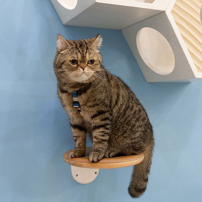 MYZOO マイズー キャットステップ CORK-R コルク-R キャットステップ 猫 ステップ 壁 上下運動 MYZOO マイズー 木製 おしゃれ シンプル ラウンド
