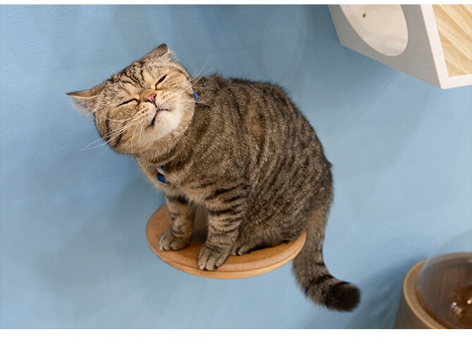 MYZOO マイズー キャットステップ CORK-R コルク-R キャットステップ 猫 ステップ 壁 上下運動 MYZOO マイズー 木製 おしゃれ シンプル ラウンド