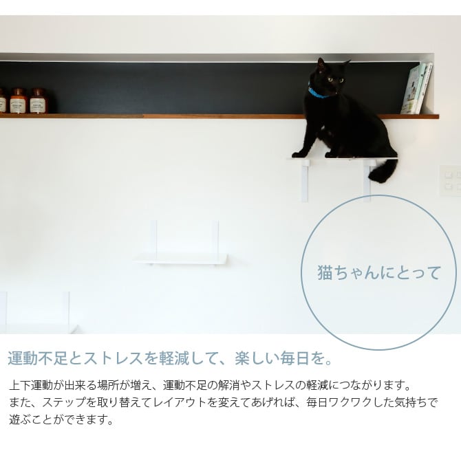 animacolle アニマコレ  Catroad+  キャットバス 