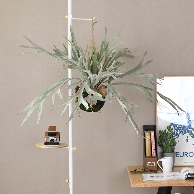 Brown. ブラウン フェイクグリーン ビカクシダ ハンギングボール 60  