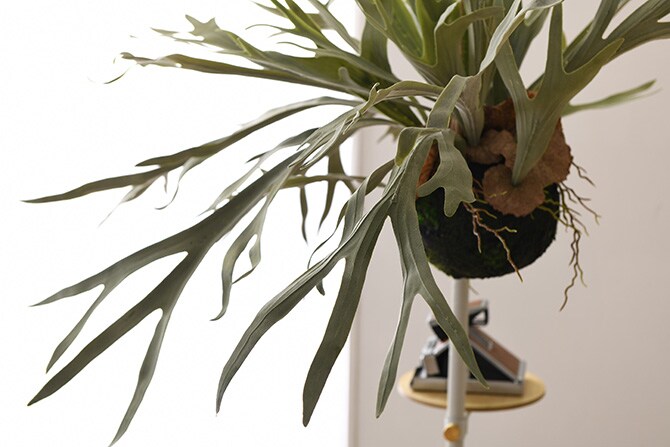 Brown. ブラウン フェイクグリーン ビカクシダ ハンギングボール 60  