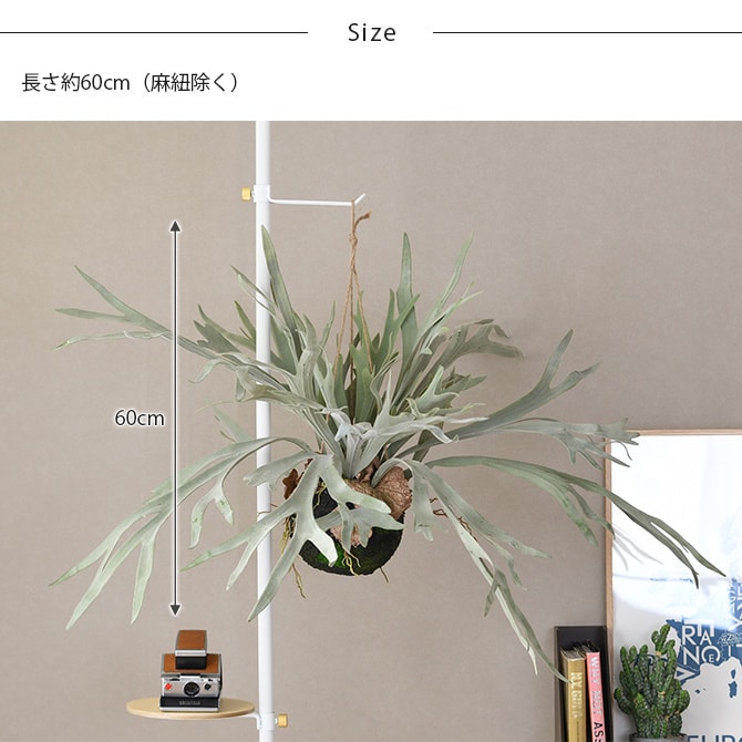 Brown. ブラウン フェイクグリーン ビカクシダ ハンギングボール 60  