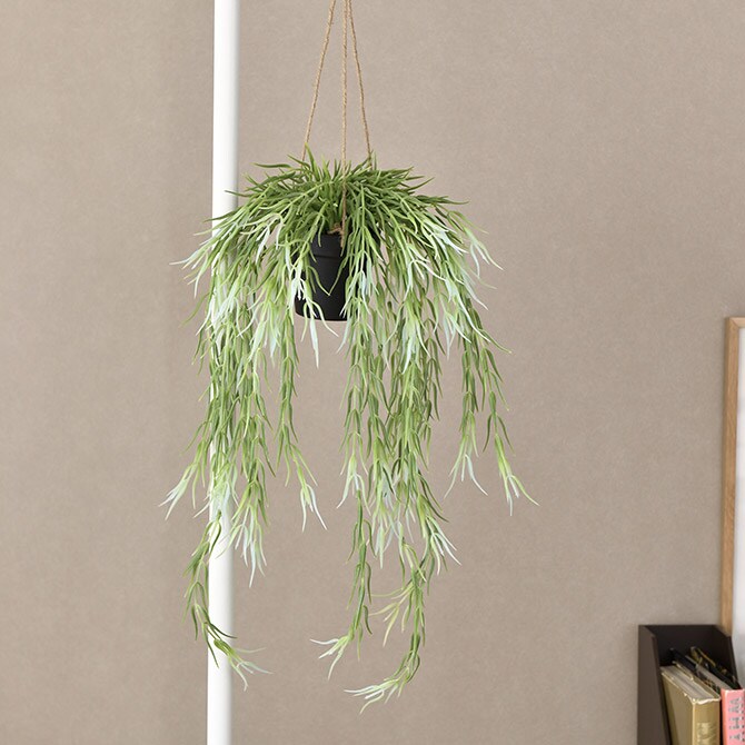 Brown. ブラウン フェイクグリーン リプサリス FL ハンギングポット