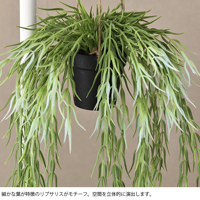 Brown. ブラウン フェイクグリーン リプサリス FL ハンギングポット