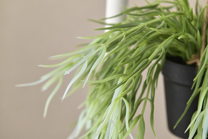 Brown. ブラウン フェイクグリーン リプサリス FL ハンギングポット