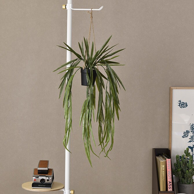 Brown. ブラウン フェイクグリーン リプサリス BL ハンギングポット