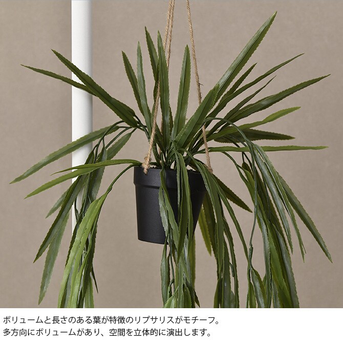 Brown. ブラウン フェイクグリーン リプサリス BL ハンギングポット