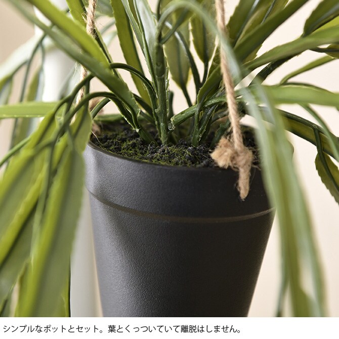 Brown. ブラウン フェイクグリーン リプサリス BL ハンギングポット