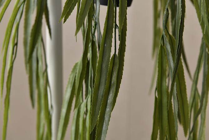 Brown. ブラウン フェイクグリーン リプサリス BL ハンギングポット