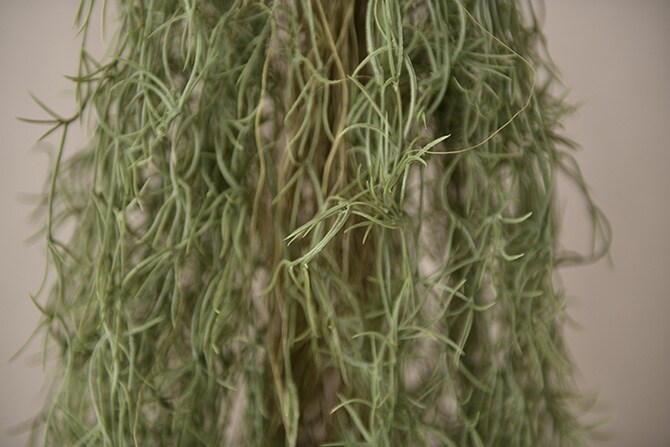 Brown. ブラウン フェイクグリーン スパニッシュモス ハンギングブッシュ グリーン 152