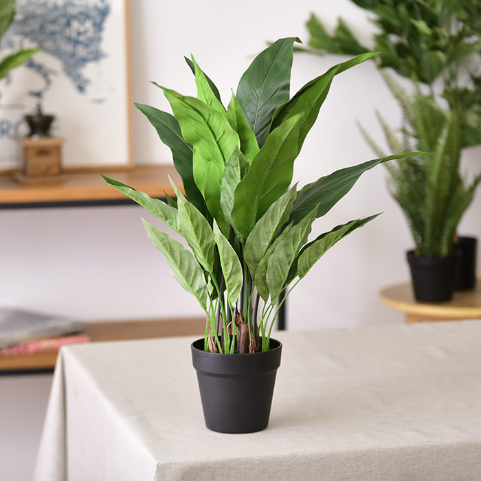  Brown. ブラウンフェイクグリーン スパティフィラム ポット 60