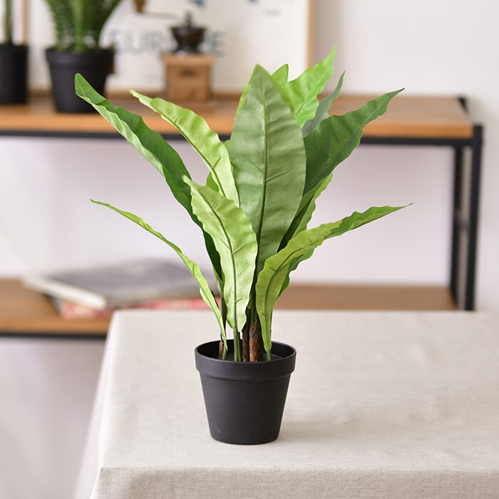 Brown. ブラウンフェイクグリーン アスプレニウム ポット 45