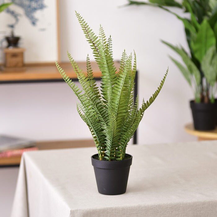 Brown. ブラウンフェイクグリーン ボストンファーン ポット 56