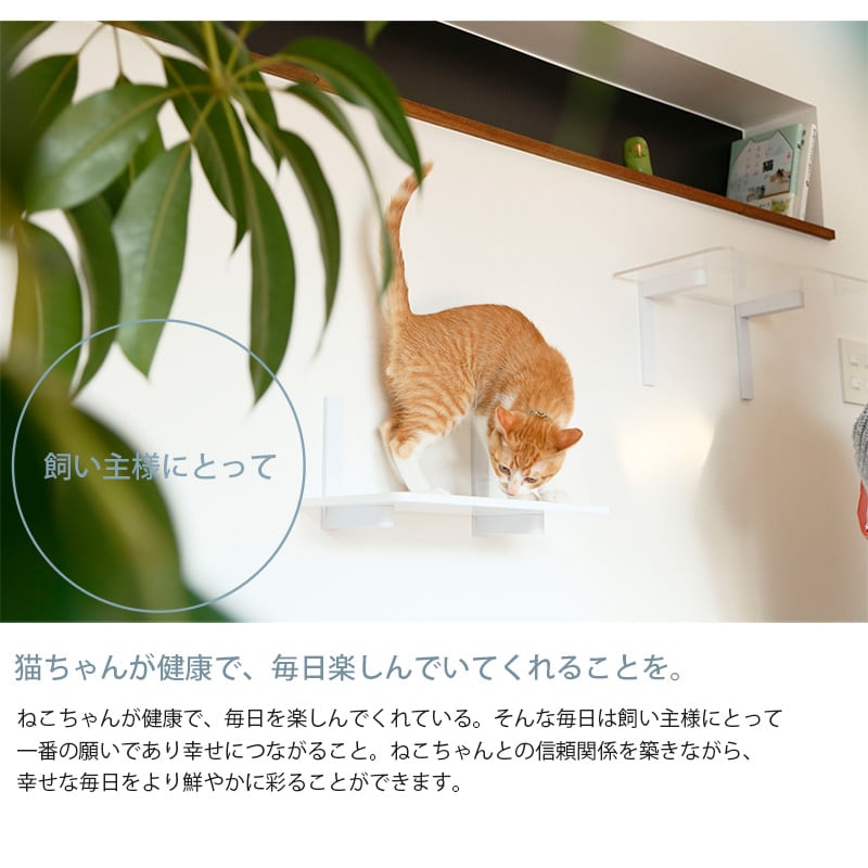 animacolle アニマコレ Catroad+ ワイドステップ 3点セット（ 白2、クリア1）  猫 賃貸 小さい穴 キャットステップ キャットウォーク 壁 DIY セット キャットタワー 透明 クリア おしゃれ  