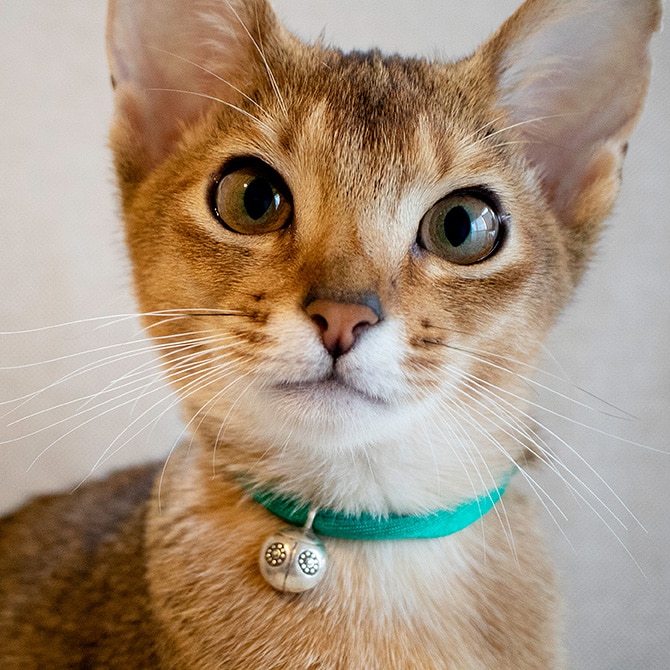 necono ネコノ 猫の首輪 Luce Bell LadyBird ルーチェ ベル レディバード 猫 首輪 鈴 おしゃれ かわいい ギフト 猫用品 ペット用品 ペットグッズ ねこ