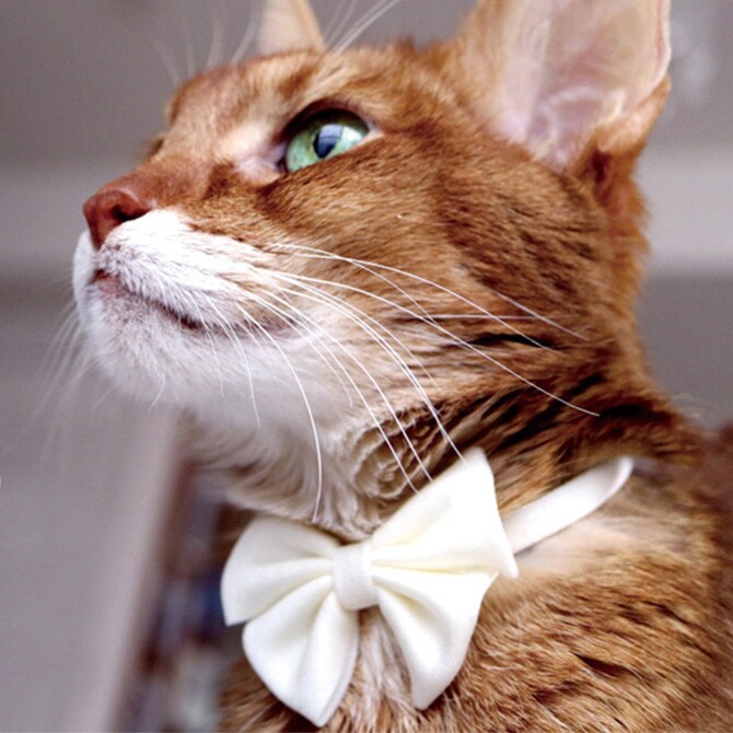 necono ネコノ 猫の首輪 Luce Ribbon Pastel ルーチェ リボン パステル