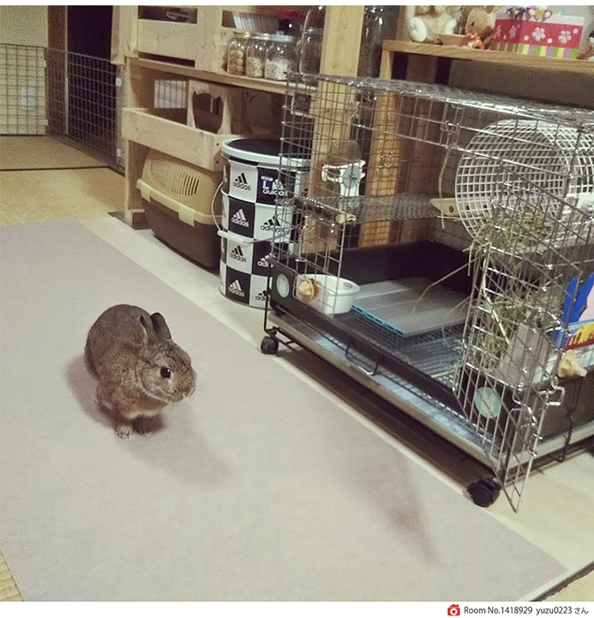 SANKO(サンコー) 消臭保護マット 60×120cm  犬 猫 ペット用 マット 撥水加工 おくだけ吸着 フロアマット 傷防止 汚れ防止 ずれない  