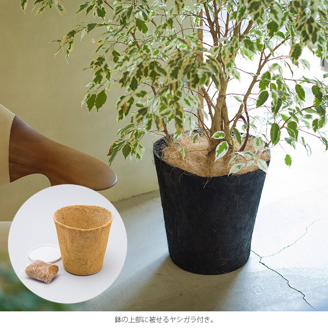 100percent 100パーセント Earth Pot アースポット M