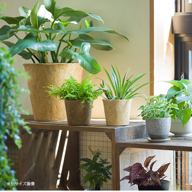 100percent 100パーセント Earth Pot アースポット L