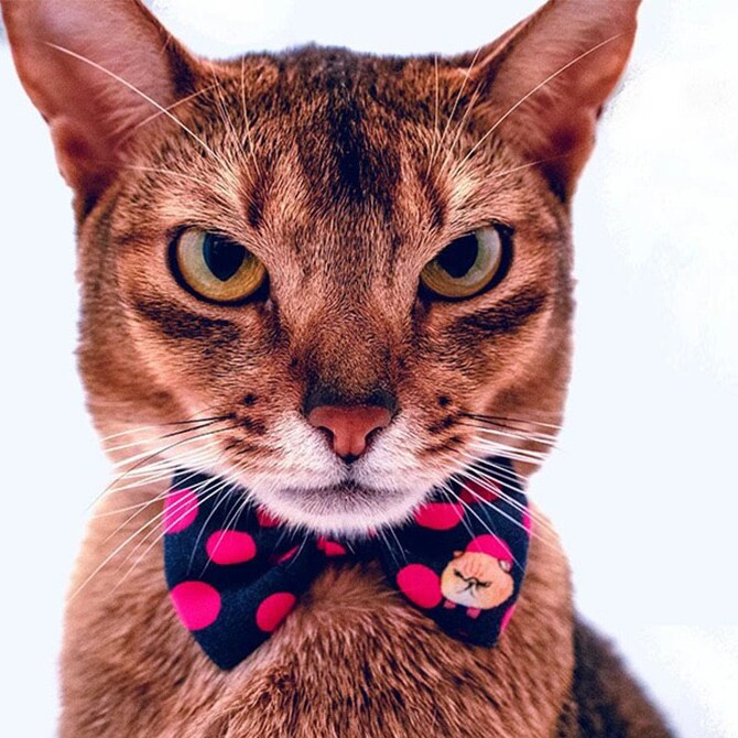 necono ネコノ ねこ用　リボンの首輪　mannine cat Ribbon necklace  猫 首輪 猫の首輪 かわいい おしゃれ 鈴 Manri Kishimoto デザイン リボン mannine  