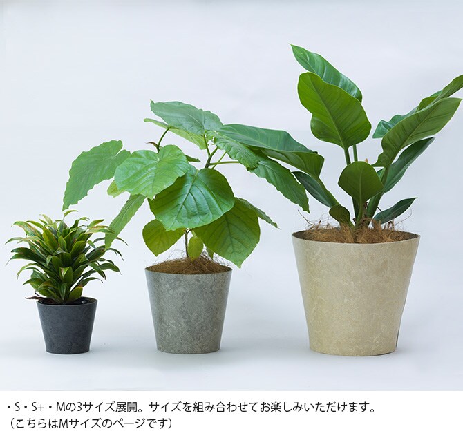100percent 100パーセント Earth Pot リノリウム＆ソーサー M (6号、7号、8号鉢) 