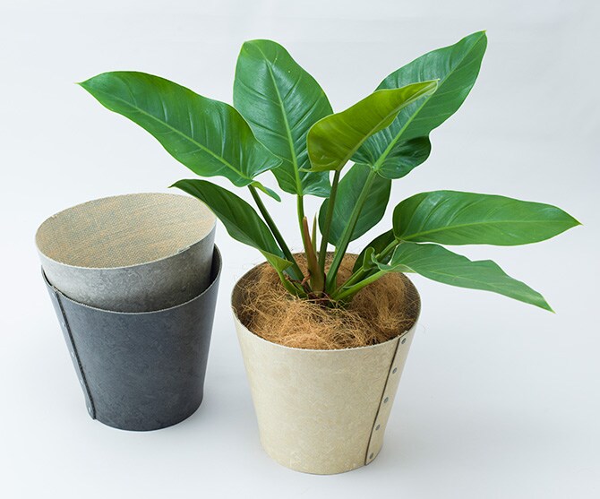 100percent 100パーセント Earth Pot リノリウム＆ソーサー M (6号、7号、8号鉢) 