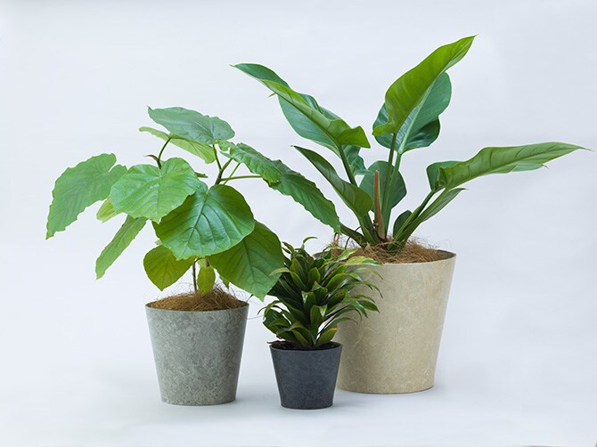 100percent 100パーセント Earth Pot リノリウム＆ソーサー M (6号、7号、8号鉢) 