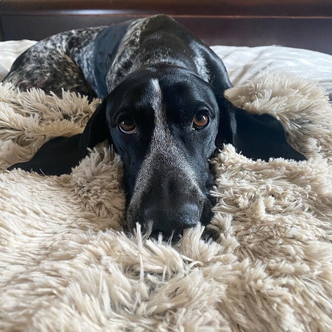 TALL TAILS トール テイルズ ドリームチェイサー ウォータープルーフ 