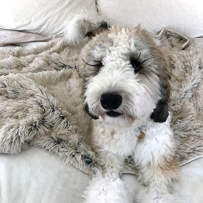 TALL TAILS トール テイルズ ドリームチェイサー ウォータープルーフ 