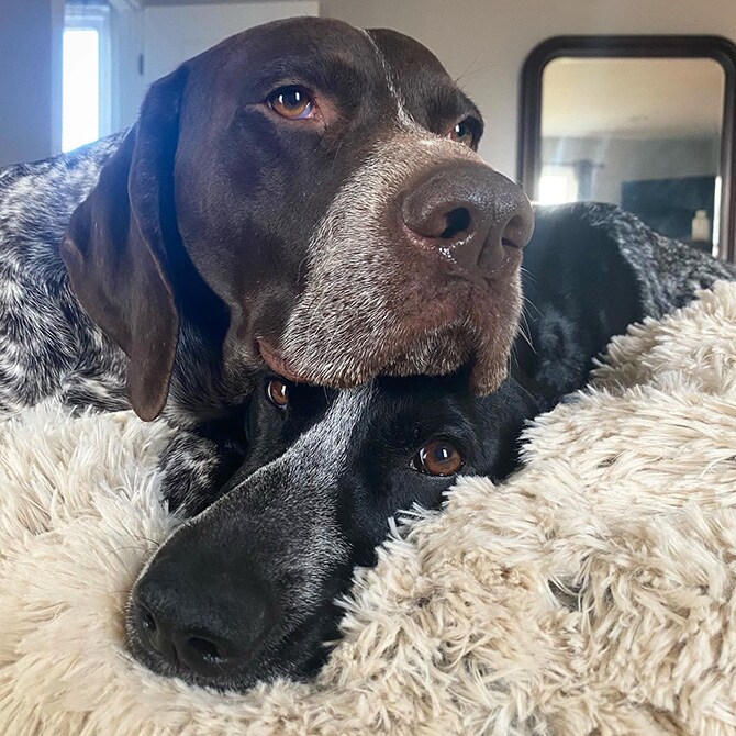 TALL TAILS トール テイルズ ドリームチェイサー ウォータープルーフ 