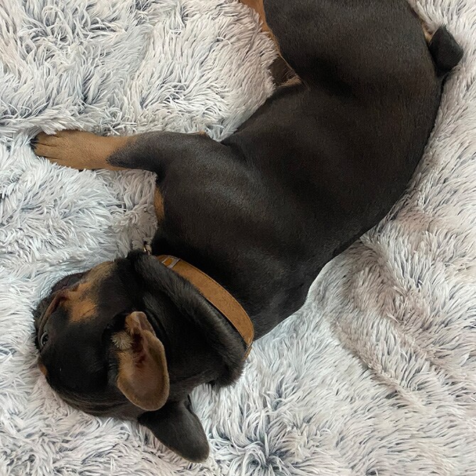 TALL TAILS トール テイルズ ドリームチェイサー ウォータープルーフ 