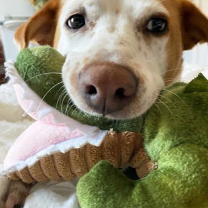 TALL TAILS トール テイルズ クランチ トイ