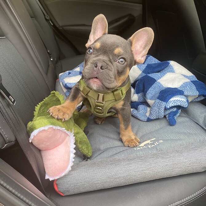 TALL TAILS トール テイルズ クランチ トイ