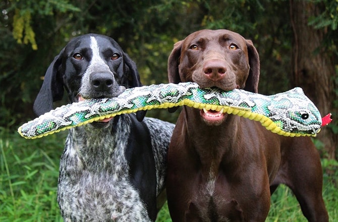 TALL TAILS トール テイルズ クランチ トイ