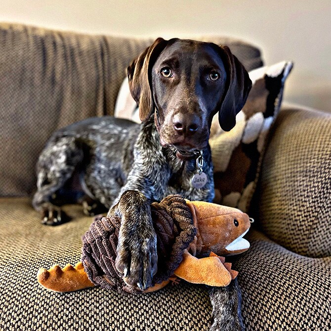 TALL TAILS トール テイルズ クランチ トイ