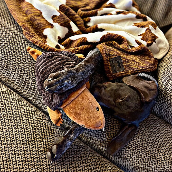 TALL TAILS トール テイルズ クランチ トイ