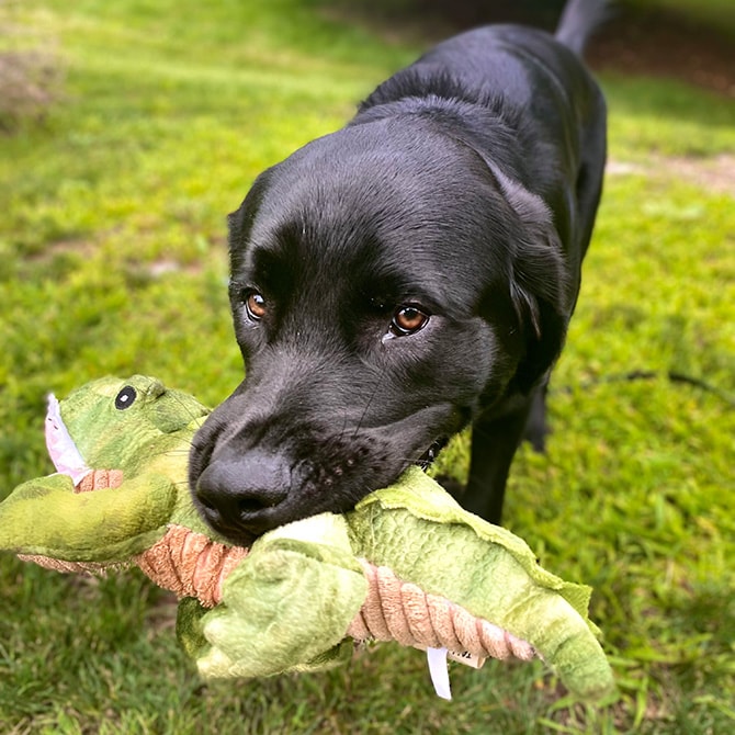 TALL TAILS トール テイルズ クランチ トイ