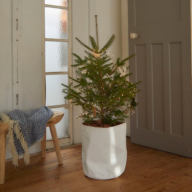 Horn Please ホーン プリーズ LED  ワイヤーライト ブランチ グロート 