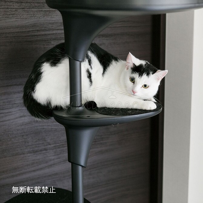 OPPO オッポ キャットフォレスト 2