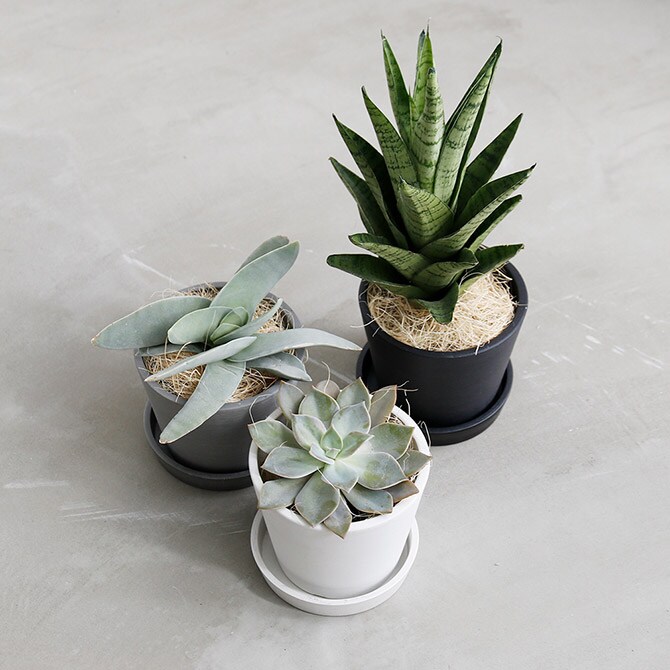 shesay シセイ エコ素材でできたフラワーポット L 