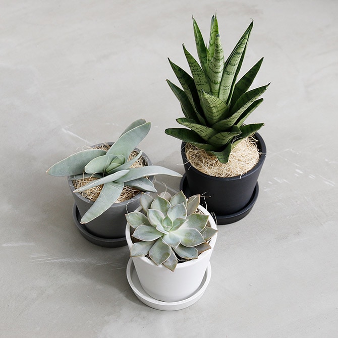 shesay シセイ エコ素材でできたフラワーポット M 