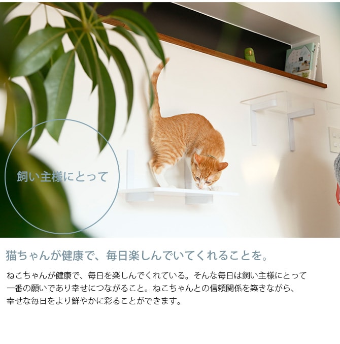 animacolle アニマコレ キャットムーン 