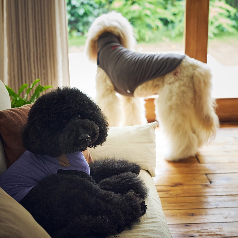 MANDARINE BROTHERS マンダリンブラザーズ モイストハイネックT XS、S  犬用 ペット用 ドッグウェア 犬の服 Tシャツ 秋冬　防寒 ハイネック 伸縮性抜群 ストレッチ  