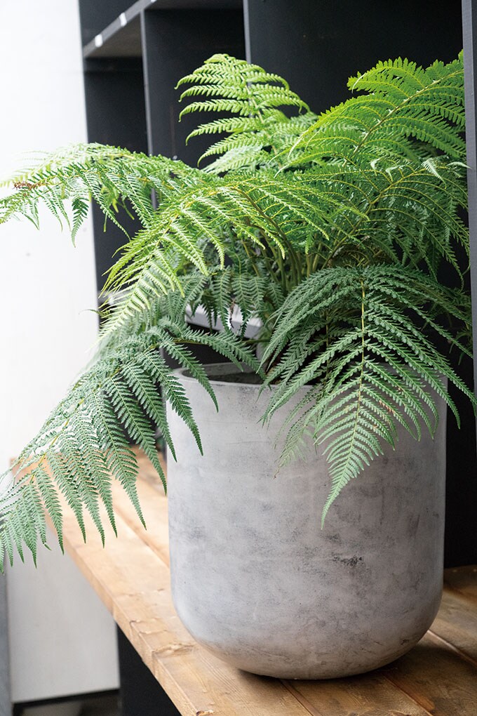 プランター 個性的な表情 ファントムUポット 直径40cm プランターポット 植木鉢 大型 大鉢 軽量 シンプル ファイバー 丈夫 穴あり テラス バルコニー 公共施設 エントランス おしゃれ インテリア