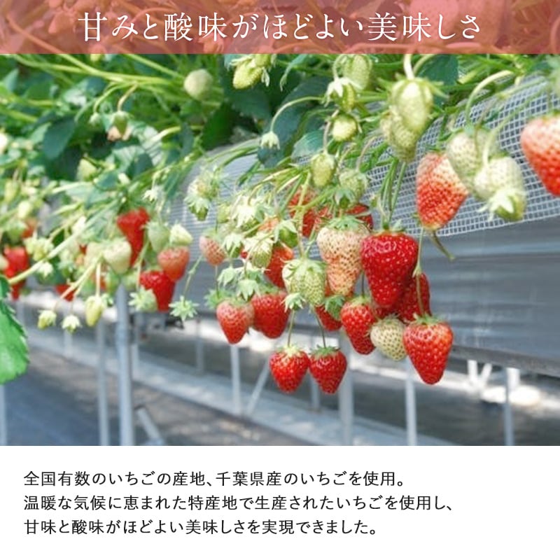 染込みチョコまるごと苺「カット」  スイーツ チョコレート いちご 苺 おしゃれ ギフト ホワイト おいしい 贅沢 フリーズドライ カット  