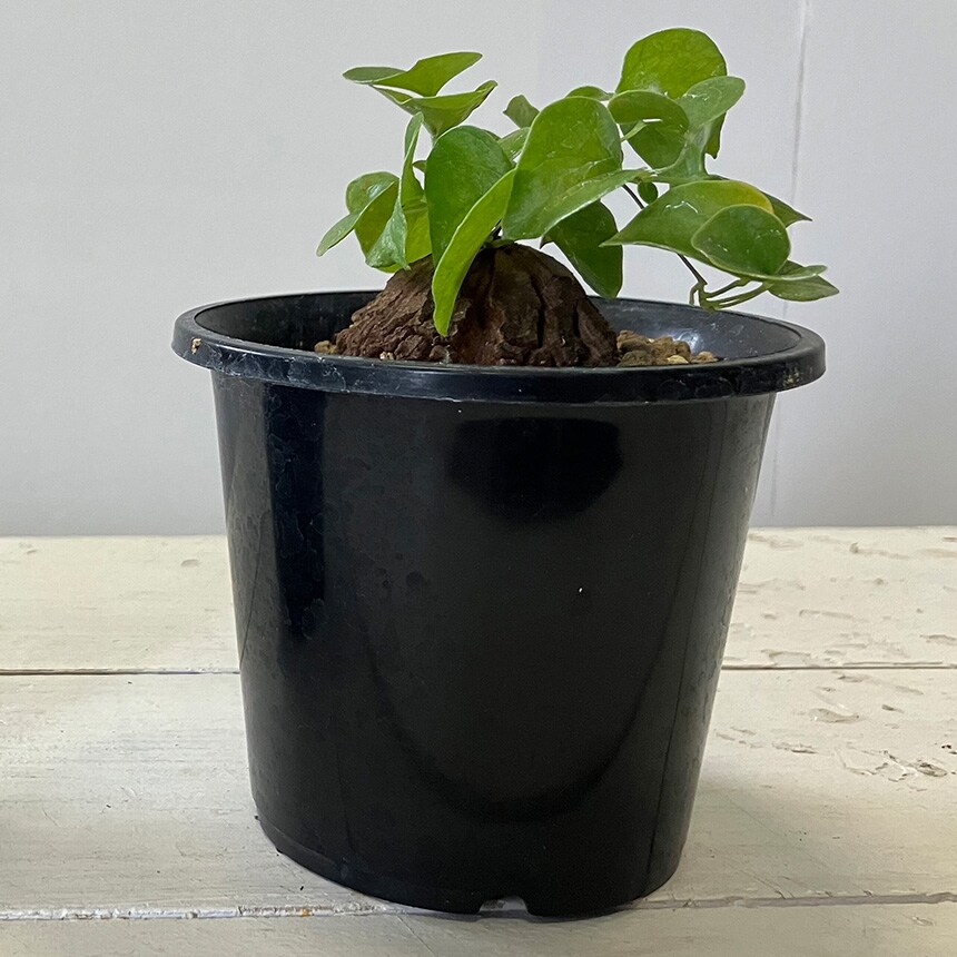 塊根植物 アフリカキッコウリュウ S 5号サイズ コーデックス 珍しい キッコウリュウ アフリカ亀甲竜 亀甲竜 変わった形 珍しい かっこいい 葉っぱ かわいい