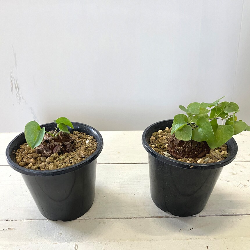 塊根植物 アフリカキッコウリュウ S 5号サイズ コーデックス 珍しい キッコウリュウ アフリカ亀甲竜 亀甲竜 変わった形 珍しい かっこいい 葉っぱ かわいい