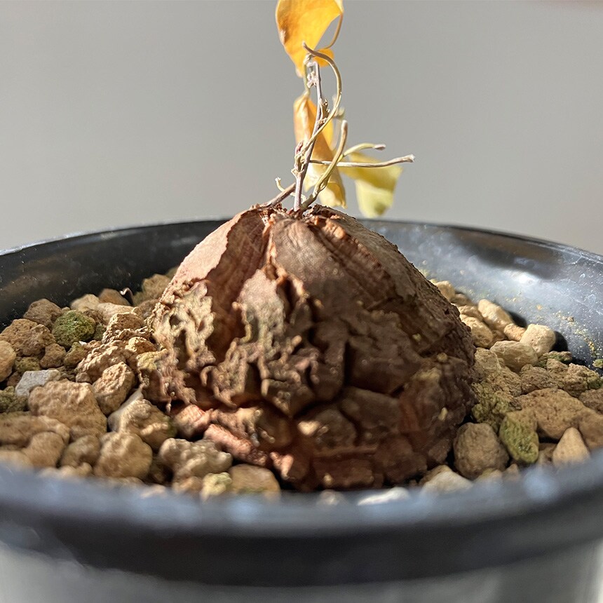 塊根植物 アフリカキッコウリュウ S 5号サイズ コーデックス 珍しい キッコウリュウ アフリカ亀甲竜 亀甲竜 変わった形 珍しい かっこいい 葉っぱ かわいい